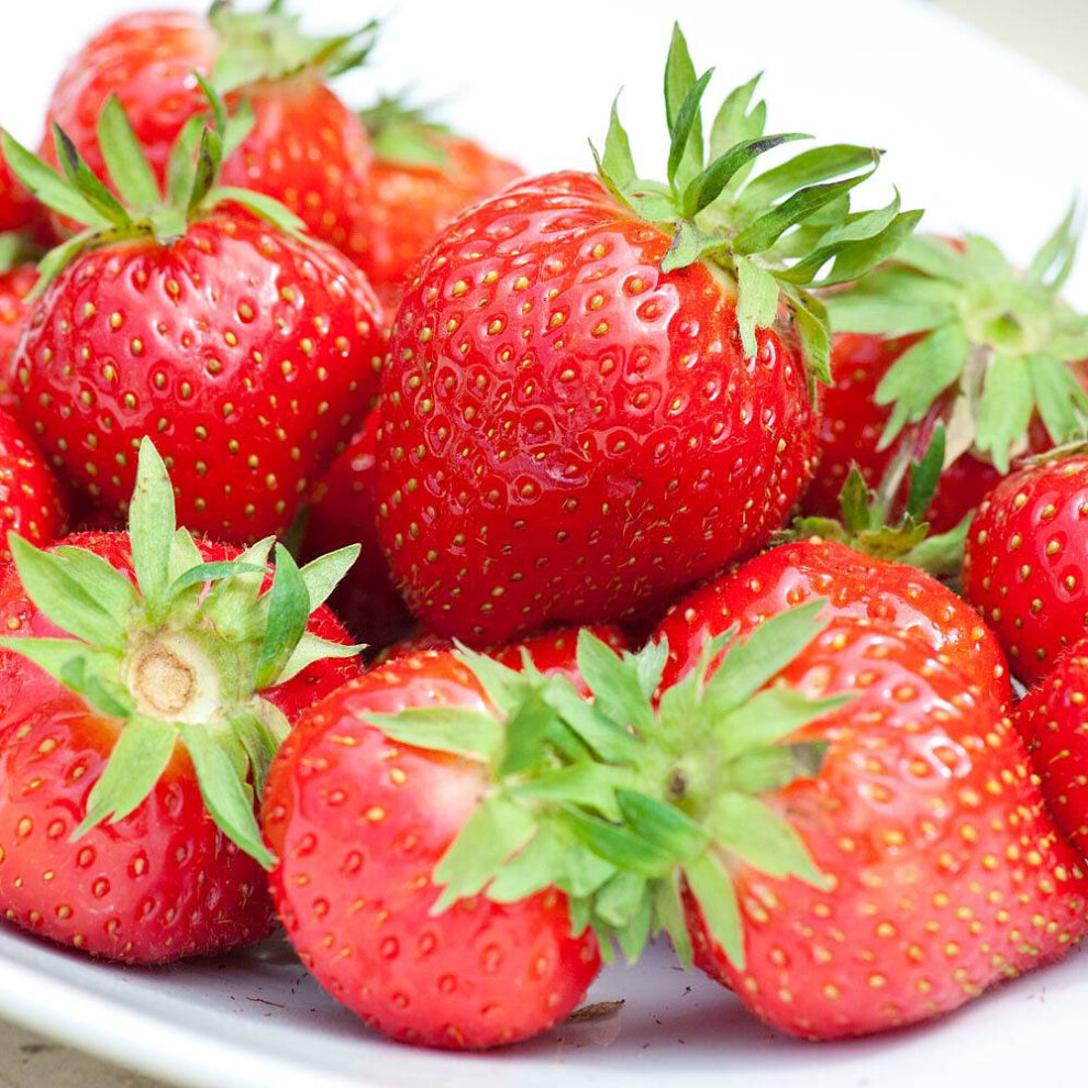 Gardeners Dream (20) Strawberry 'Flamenco' Bare Root Everbearer Garden Bush Fruit Plants