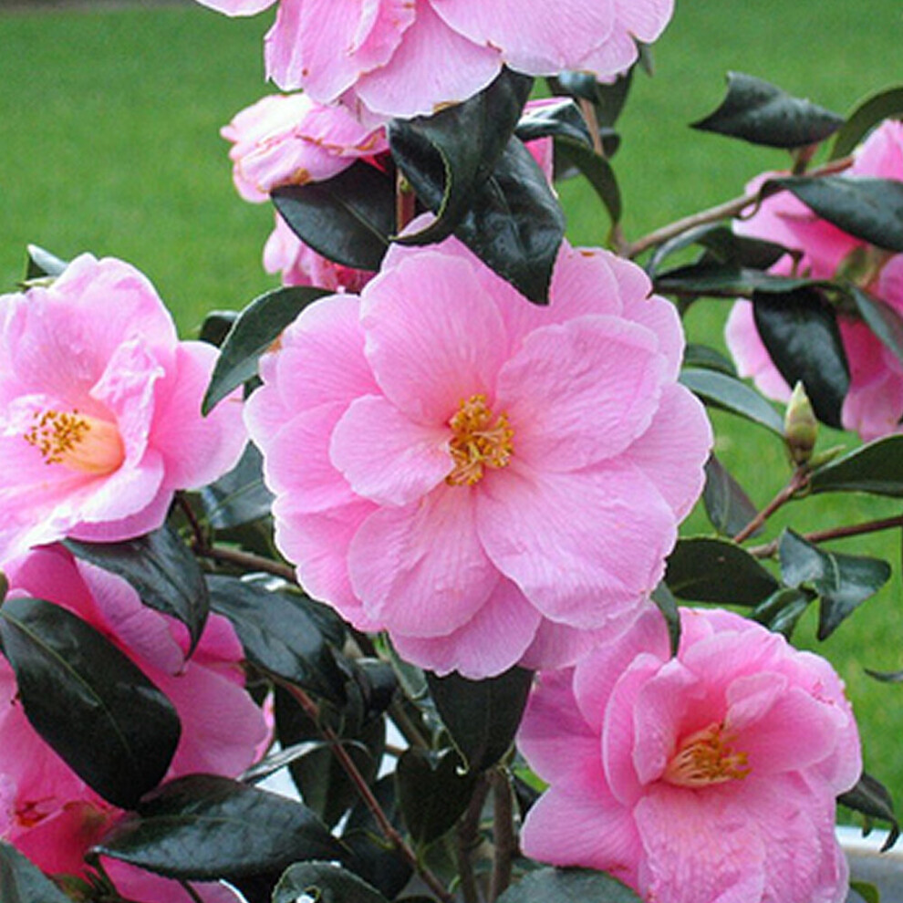 Gardeners Dream 1 X Camellia Williamsii 'Donation' Bushy Evergreen Shrub Hardy Plant In Pot