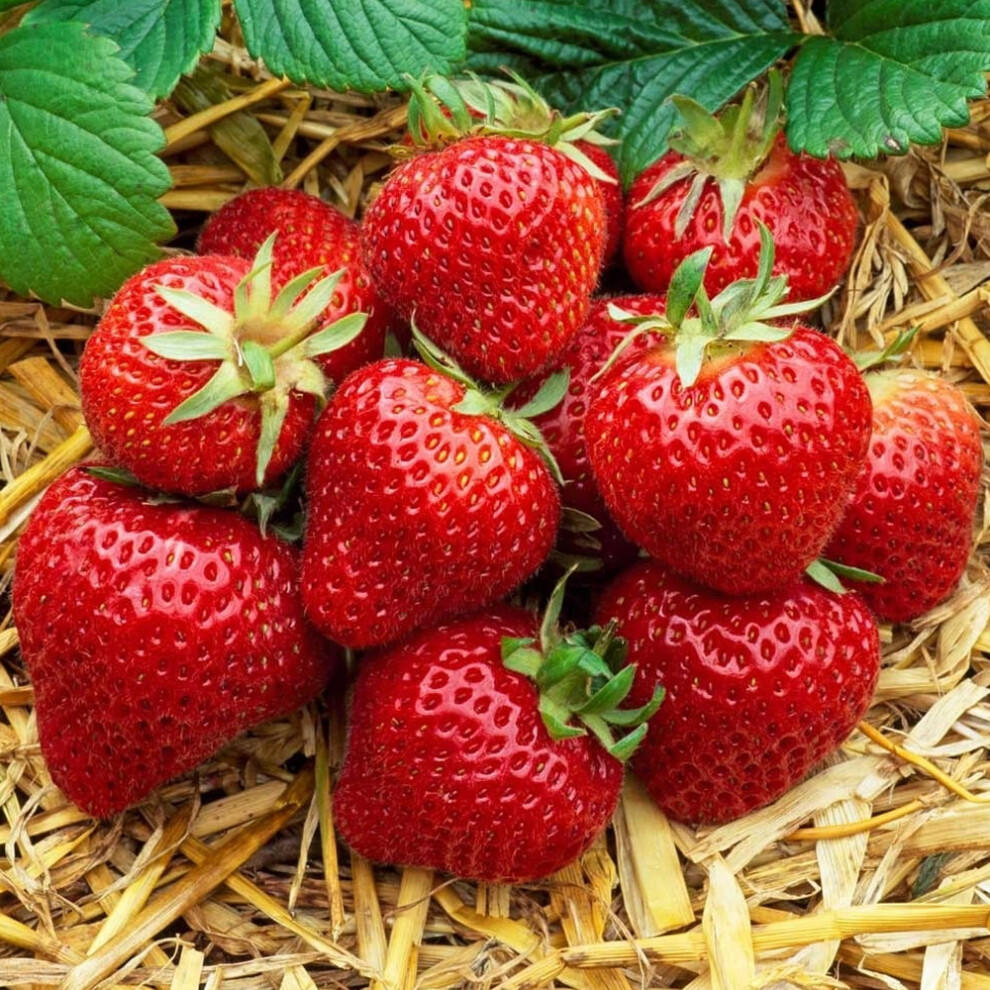 (20) Strawberry 'Honeoye' Bare Root Hardy Mid Season Garden Bush Fruit Plants