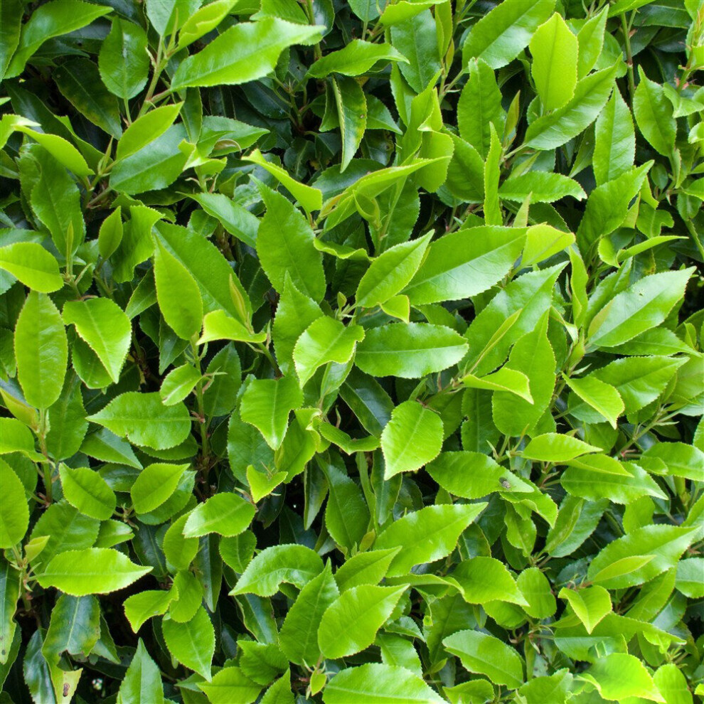 Gardeners Dream Prunus Lusitanica 'Myrtifolia' | Portuguese Laurel | Garden Tree | 5-6Ft