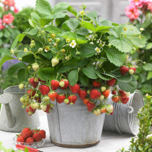 (20) Strawberry 'Honeoye' Bare Root Hardy Mid Season Garden Bush Fruit Plants