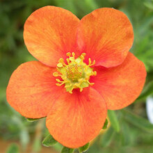1 Potentilla Fruticosa Hopley'S Orange Shrubby Cinquefoil Deciduous Plant In Pot