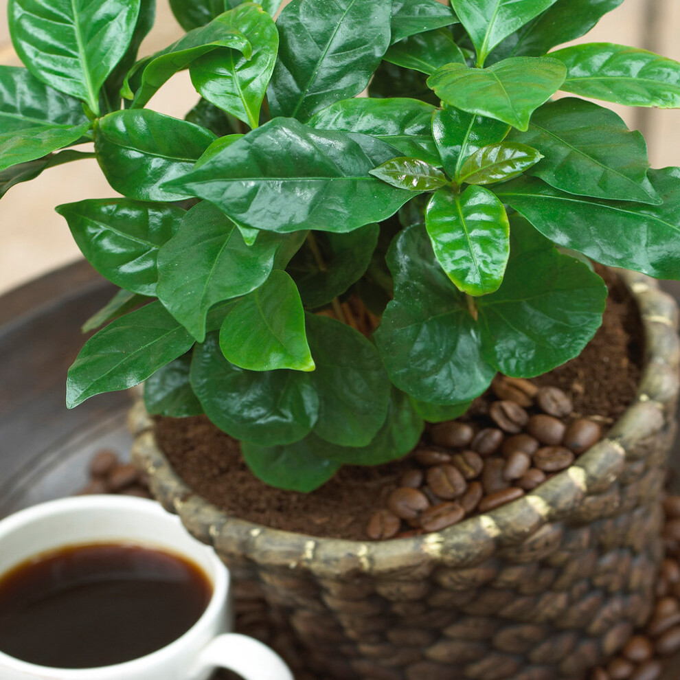 https://images.esellerpro.com/3048/I/593/65/Coffea Arabica 1.png