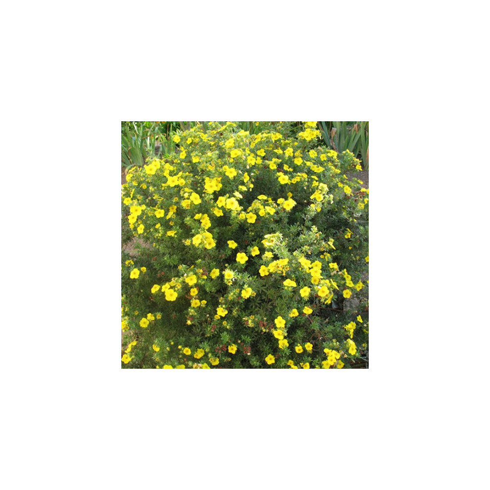 Gardeners Dream Potentilla Fruticosa Goldfinger (9Cm)