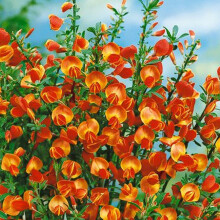1 X CYTISUS 'LENA' BROOM COMPACT DECIDUOUS SHRUB HARDY GARDEN PLANT IN POT