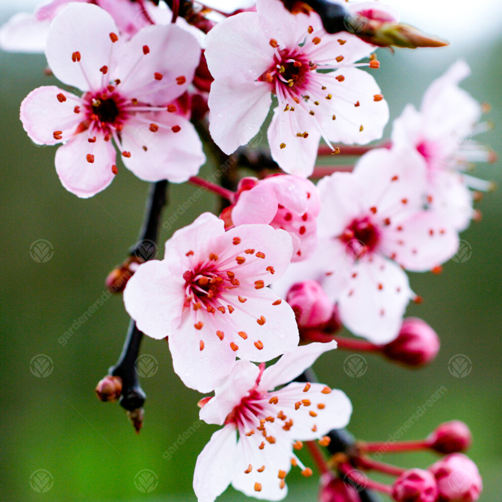 Gardeners Dream Prunus Cerasifera 'Pissardii Nigra' | Purple Leaved Plum | Fruit Tree | 4-5Ft