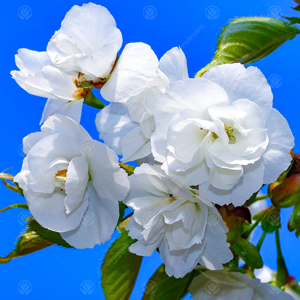 Gardeners Dream White/Dark/Green Prunus 'Plena' - Image 3