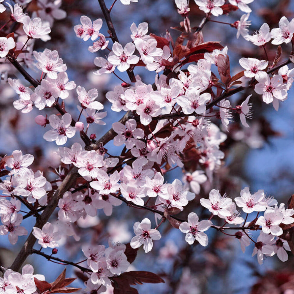 Prunus Princess Tree (12L, 5-6ft)