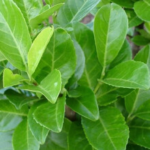 Prunus laurocerasus Rotundifolia (9cm, 1 Plant)