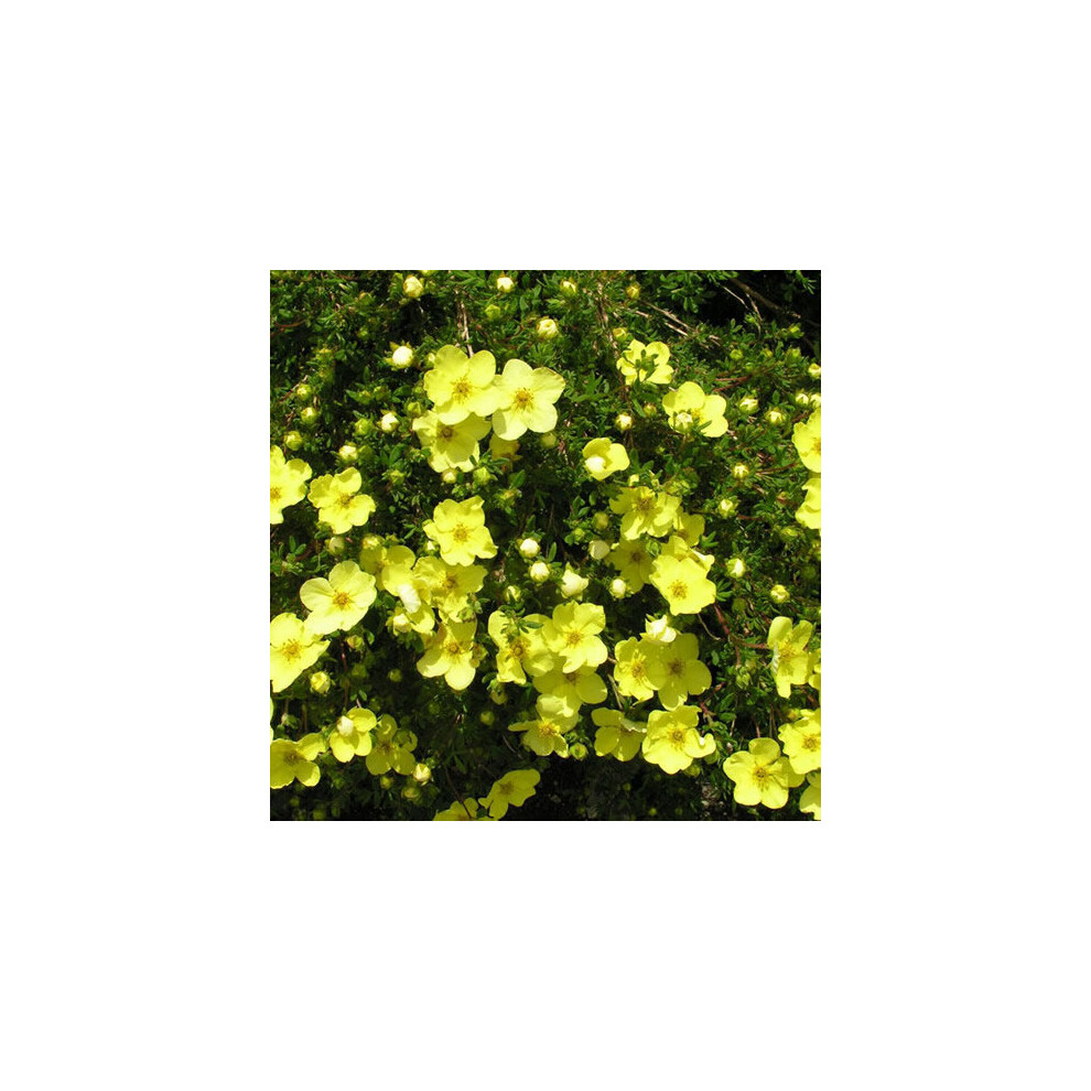 Gardeners Dream Potentilla Fruticosa Gold Star (9Cm)