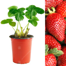 (5) Strawberry 'Sweetheart' Fast Growing Garden Bush Fruit Plants | 9Cm Pot