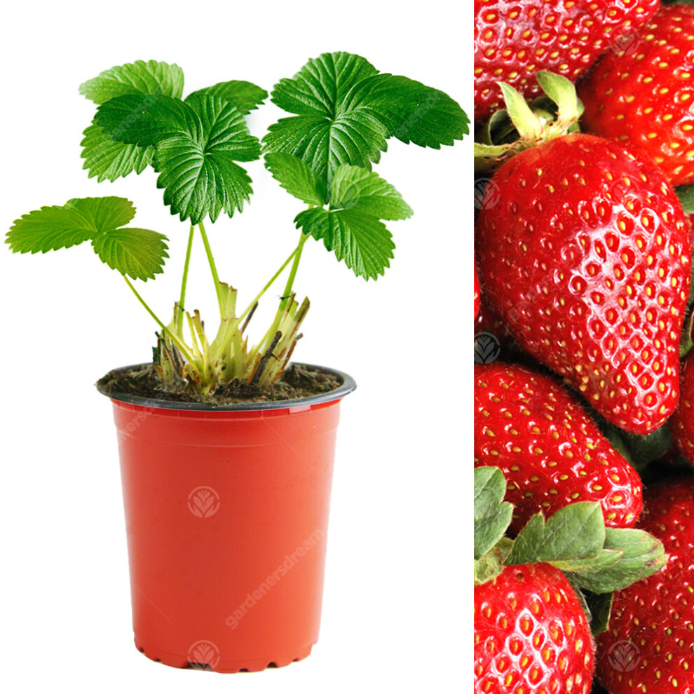 Gardeners Dream (10) Strawberry 'Sweetheart' Fast Growing Garden Bush Fruit Plants | 9Cm Pot Dark/Green