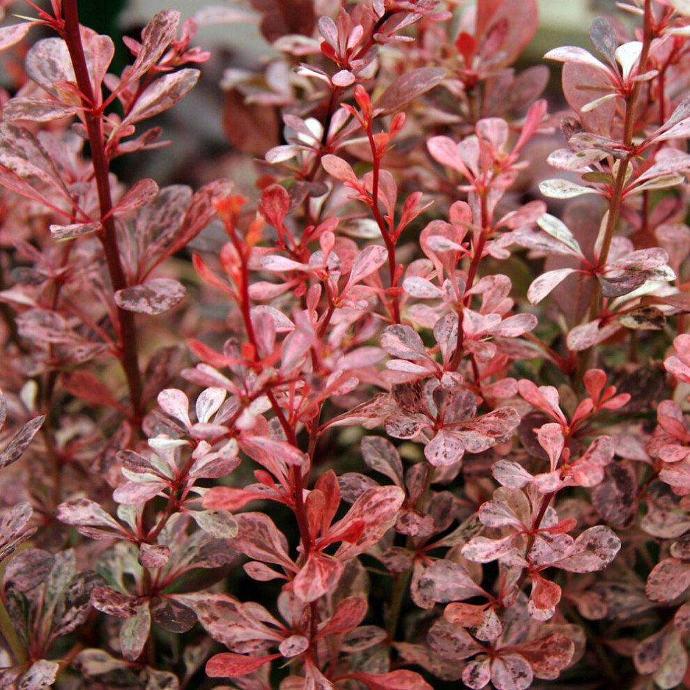 Berberis Thunbergii 'Harlequin' Japanese Barberry Deciduous Shrub | 9Cm Pot