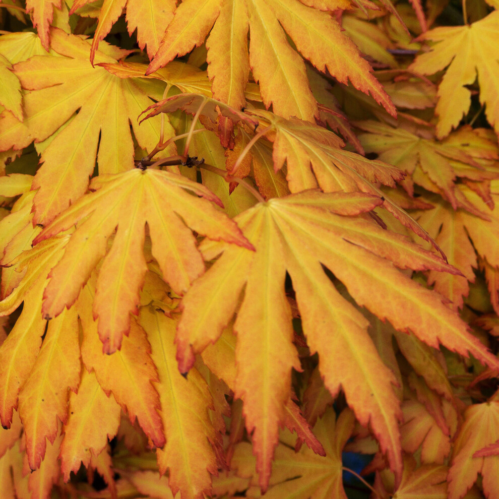 (3L) Acer Palmatum 'Orange Dream' | Japanese Maple Deciduous Garden Plant Tree In Pot