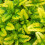 Gardeners Dream Potted Herbs - Lemon Balm All Gold (8cm) 1