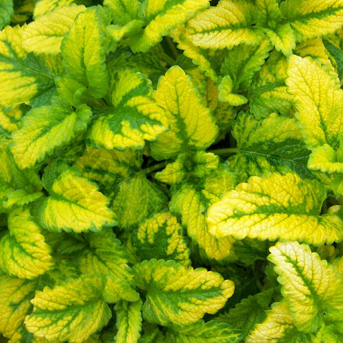Gardeners Dream Potted Herbs - Lemon Balm All Gold (8cm)