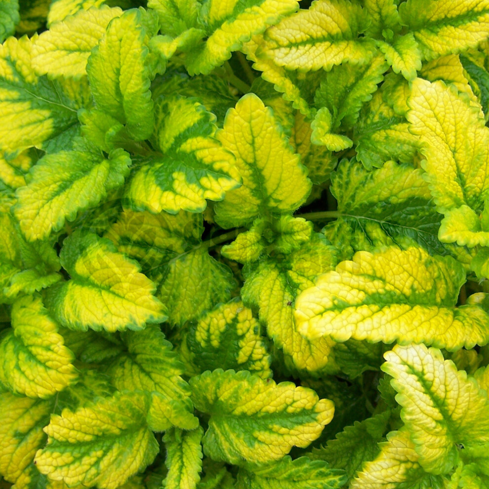 Gardeners Dream Potted Herbs - Lemon Balm All Gold (8Cm)