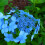 1 X HYDRANGEA SERRATA 'BLUE BIRD' DECIDUOUS SHRUB HARDY PLANT IN POT 4