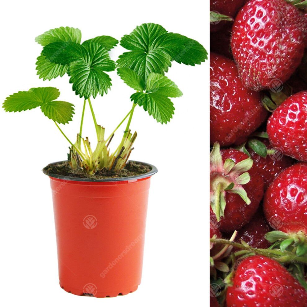 (5) Strawberry 'Red Gauntlet' Hardy Garden Fruit Plant Bushes | 9Cm Pot