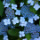 1 X HYDRANGEA SERRATA 'BLUE BIRD' DECIDUOUS SHRUB HARDY PLANT IN POT 5