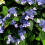 1 X HYDRANGEA SERRATA 'BLUE BIRD' DECIDUOUS SHRUB HARDY PLANT IN POT 1