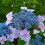 1 X HYDRANGEA SERRATA 'BLUE BIRD' DECIDUOUS SHRUB HARDY PLANT IN POT 6