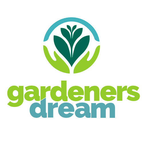 Gardeners Dream Potted Herbs - Lemon Balm All Gold (8cm) 2