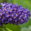 Gardeners Dream Buddleia davidii Adonis Blue (9cm) 2