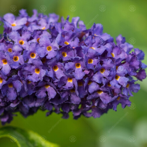 Gardeners Dream Buddleia davidii Adonis Blue (9cm) 1