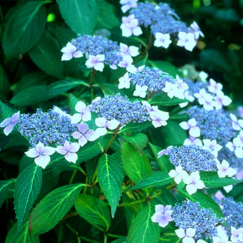 1 X HYDRANGEA SERRATA 'BLUE BIRD' DECIDUOUS SHRUB HARDY PLANT IN POT 1