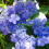 1 X HYDRANGEA SERRATA 'BLUE BIRD' DECIDUOUS SHRUB HARDY PLANT IN POT 7
