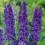 Gardeners Dream Buddleia davidii Adonis Blue (9cm) 3