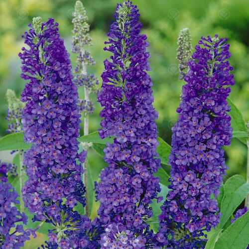 Gardeners Dream Buddleia davidii Adonis Blue (9cm) 2