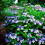 1 X HYDRANGEA SERRATA 'BLUE BIRD' DECIDUOUS SHRUB HARDY PLANT IN POT 3