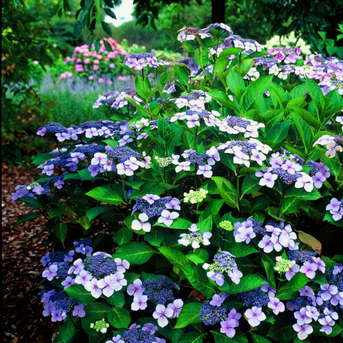 1 X HYDRANGEA SERRATA 'BLUE BIRD' DECIDUOUS SHRUB HARDY PLANT IN POT 2