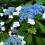 1 X HYDRANGEA SERRATA 'BLUE BIRD' DECIDUOUS SHRUB HARDY PLANT IN POT 8