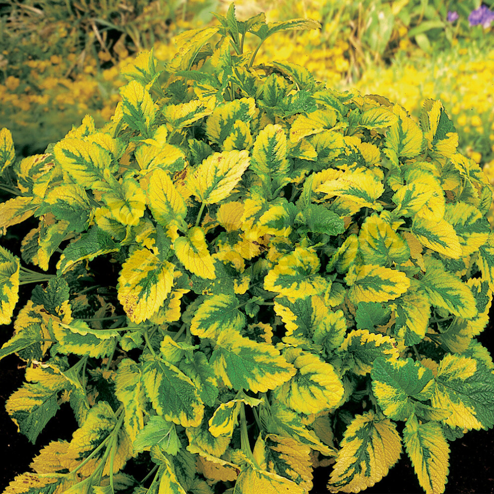 Gardeners Dream Potted Herbs - Lemon Balm Variegated (8Cm)