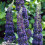 Gardeners Dream Buddleia davidii Adonis Blue (9cm) 4