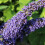 Gardeners Dream Buddleia davidii Adonis Blue (9cm) 5