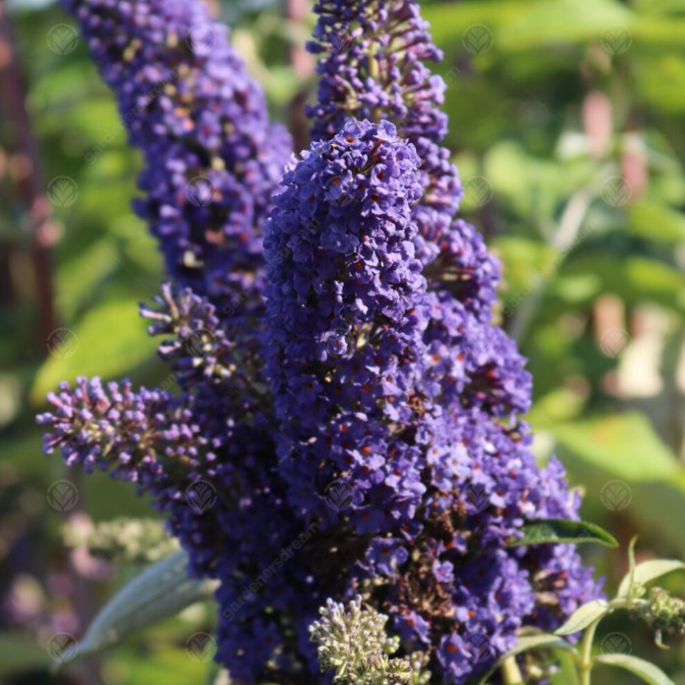 Gardeners Dream Buddleia Davidii Adonis (9Cm) Blue