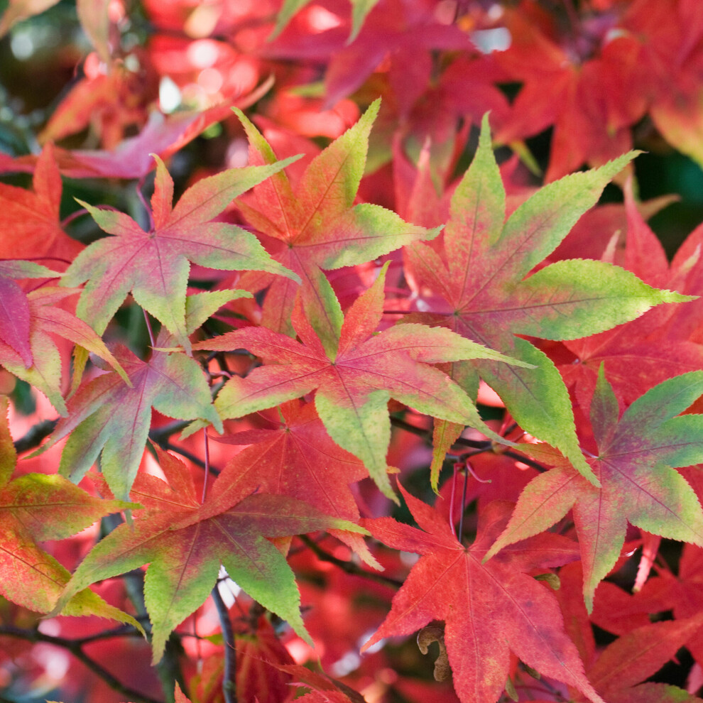 (3L) Acer Palmatum 'Osakazuki' | Japanese Maple Deciduous Garden Plant Tree In Pot