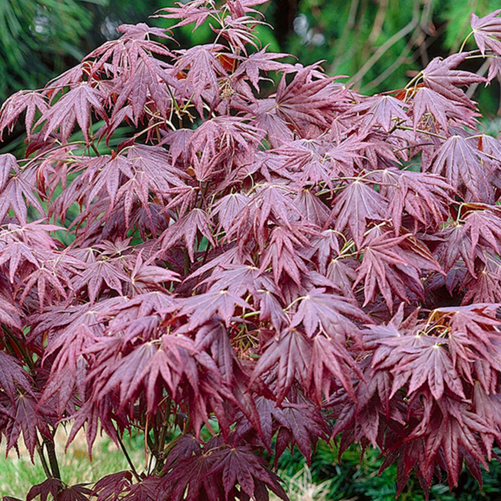 (9CM) Acer Palmatum 'Atropurpureum' | Japanese Maple Deciduous Garden Plant In Pot