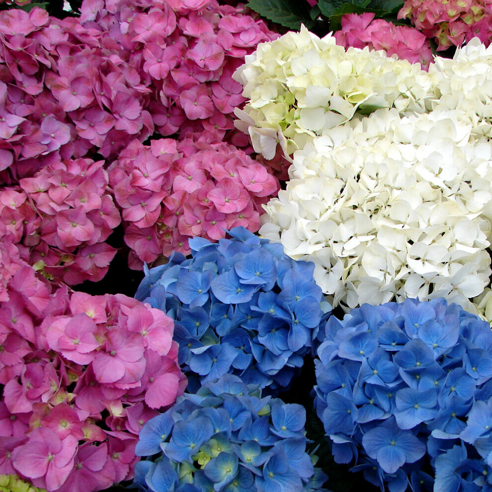 Gardeners Dream Hydrangea Macrophylla Mixed Colours (9Cm, 3 Pack)