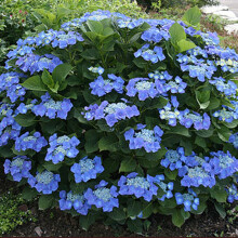 Hydrangea macrophylla Teller Blue - Deciduous Hardy Shrub in Pot, Blue Lacecap Blooms on Acid Soil (9CM_HYDTBL_#1_GD)