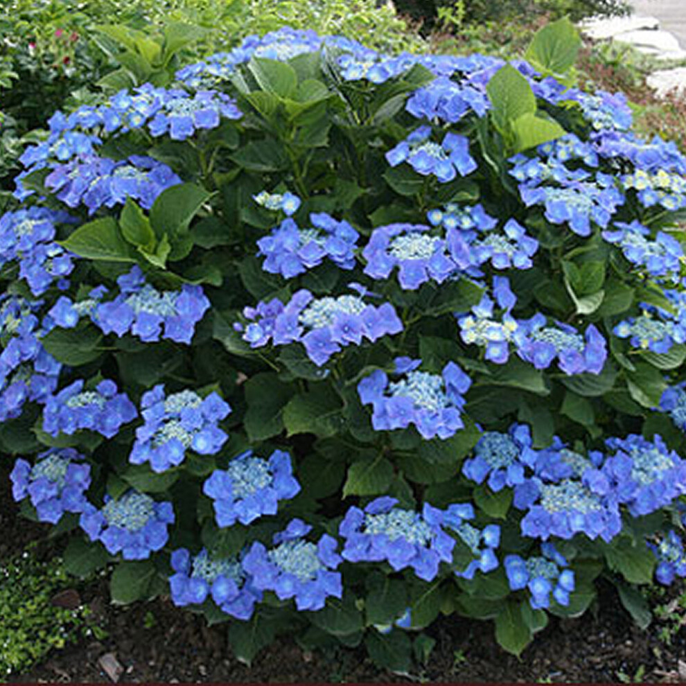 1 X HYDRANGEA MACROPHYLLA 'TELLER BLUE' DECIDUOUS SHRUB HARDY PLANT IN POT