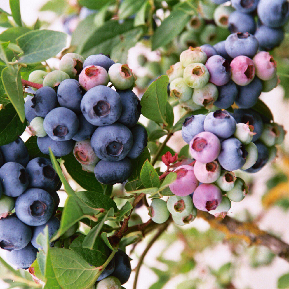 Gardeners Dream Blueberry Vaccinium 'Darrow' Deciduous Hardy Bushy Fruit Shrub | 9Cm Pots