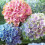 Gardeners Dream Hydrangea macrophylla Mixed Colours (9cm, 3 Pack) 2