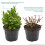 Gardeners Dream Hydrangea macrophylla Mixed Colours (9cm, 3 Pack) 3