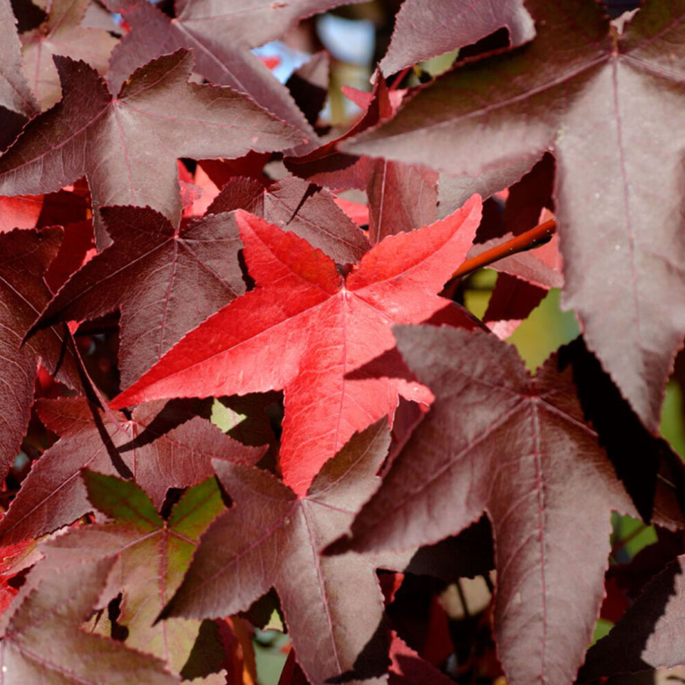 Liquidambar Styraciflua 'Worplesdon' | Sweet Gum | Garden Tree | 5-6Ft