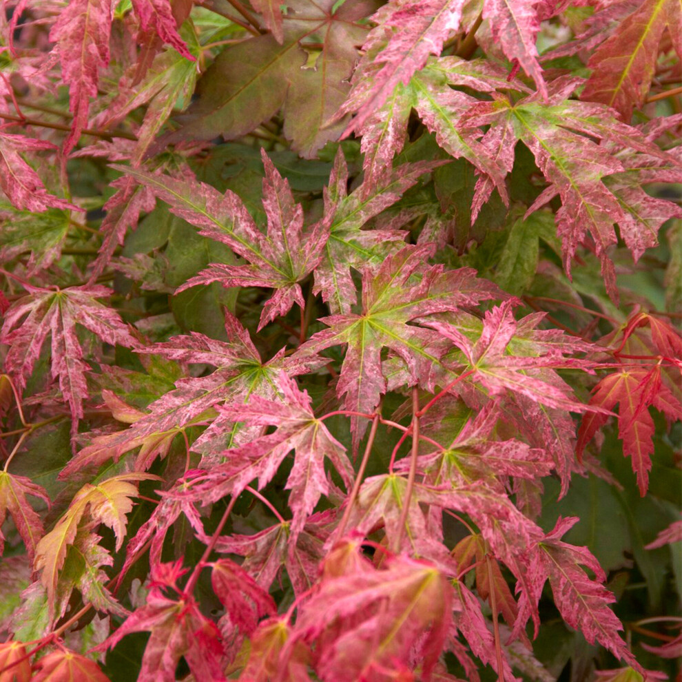 (10L) Acer Palmatum 'Phoenix' | Japanese Maple Deciduous Garden Plant Tree In Pot